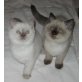 colorpoint, Britisch Kurzhaarkatze - Kater