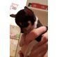cookie, Chihuahua kurzhaariger Schlag - Hündin