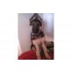 cora, Altdeutsche Schäferhunde Welpen - Hündin