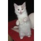 creme-weisses Türkisch Van Mädchen, Türkische Van Katze - Katze