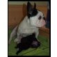 cyrill, Französische Bulldogge - Hündin