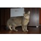 daisy, Kleiner Puma sucht ein neues Zuhause 1 Jahr j - Katze