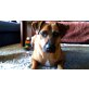 dana, boxer - Hündin
