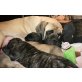 de la Villa Bel Air, Mastiff Welpen - Hündin