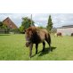 destiny vande rutgershoeve, Shetland Pony - Stute