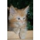 diabolo, Maine Coon - Kater