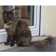 diamond, Maine Coon - Katze
