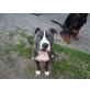 dicker, staffordshire terrier - Rüde