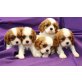 dido, Cavalier King Charles Spaniel Welpen - Rüde