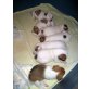 die Glorreichen 7, Parson-Russell-Terrier Welpen - Hündin