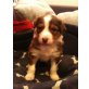 diego u fuego, Australian Shepherd Dog Welpen - Rüde