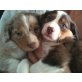 diego u fuego, Australian Shepherd Dog Welpen - Rüde