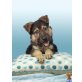 diese Schäferhund Welpen sind für die Annahme - Rüde
