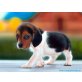 diese beiden Beagle Welpen männlichen und wei - Rüde