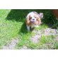 dieser Zauberhafte Notfall, Cavalier King Charles Spaniel - Hündin