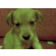 dino, labrador - Rüde