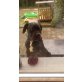 dinozzo, Cane Corso Welpen - Rüde