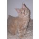 diverse, Maine Coon - Kater