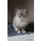 diverse, Ragdoll - Kater