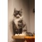 donatella da vinci donna, Maine Coon - Kater
