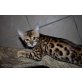 donna, Bengalkatze - Katze