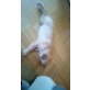 dorka, Golden Retriever Welpen - Hündin