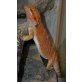 double het. Farbbartagame - weiblich