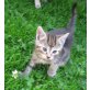 drei süße Katzen/Kater abzugeben - Kater