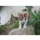 dreifärbiges Katzenbaby - Katze
