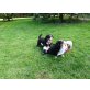 dürfen Herrchen und Frauchen selbst aussuchen, Berner Sennenhund Welpen - Rüde