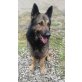 duque, Schäferhund-Mix - Rüde