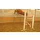dynamica, Deutsches Reitpony - Stute