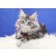 ein verspieltes Mädchen, Maine Coon - Katze
