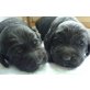 eine Hündin 3 Rüden, Labradoodle Welpen - Rüde