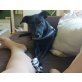 elsa, labrador mischling  - Hündin