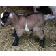 ende Mai sehr kleines Zwergziegen Bocklamm ab - männlich