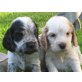 engl. Cocker-Spaniel Welpen, Englischer Cockerspaniel Welpen - Hündin