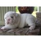 englische Bulldogge, Englische Bulldogge - Hündin