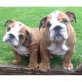englische Bulldoggen, Englische Bulldogge - Hündin