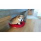englische Bulldoggen, Englische Bulldogge - Rüde