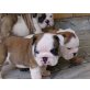 englische bulldogge, Englische Bulldogge - Hündin