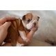 englische bulldogge, Englische Bulldogge - Hündin