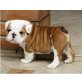 englische bulldogge, Englische Bulldogge - Hündin