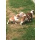 englische bulldogge , Englische Bulldogge - Hündin