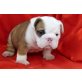 englische bulldogge, Englische Bulldogge - Hündin
