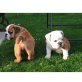 englische bulldogge, Englische Bulldogge - Hündin