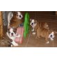 englische bulldogge, Englische Bulldogge - Hündin
