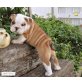 englische bulldogge, Englische Bulldogge - Rüde