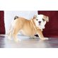 englische bulldogge, Englische Bulldogge - Rüde