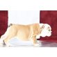englische bulldogge, Englische Bulldogge - Rüde